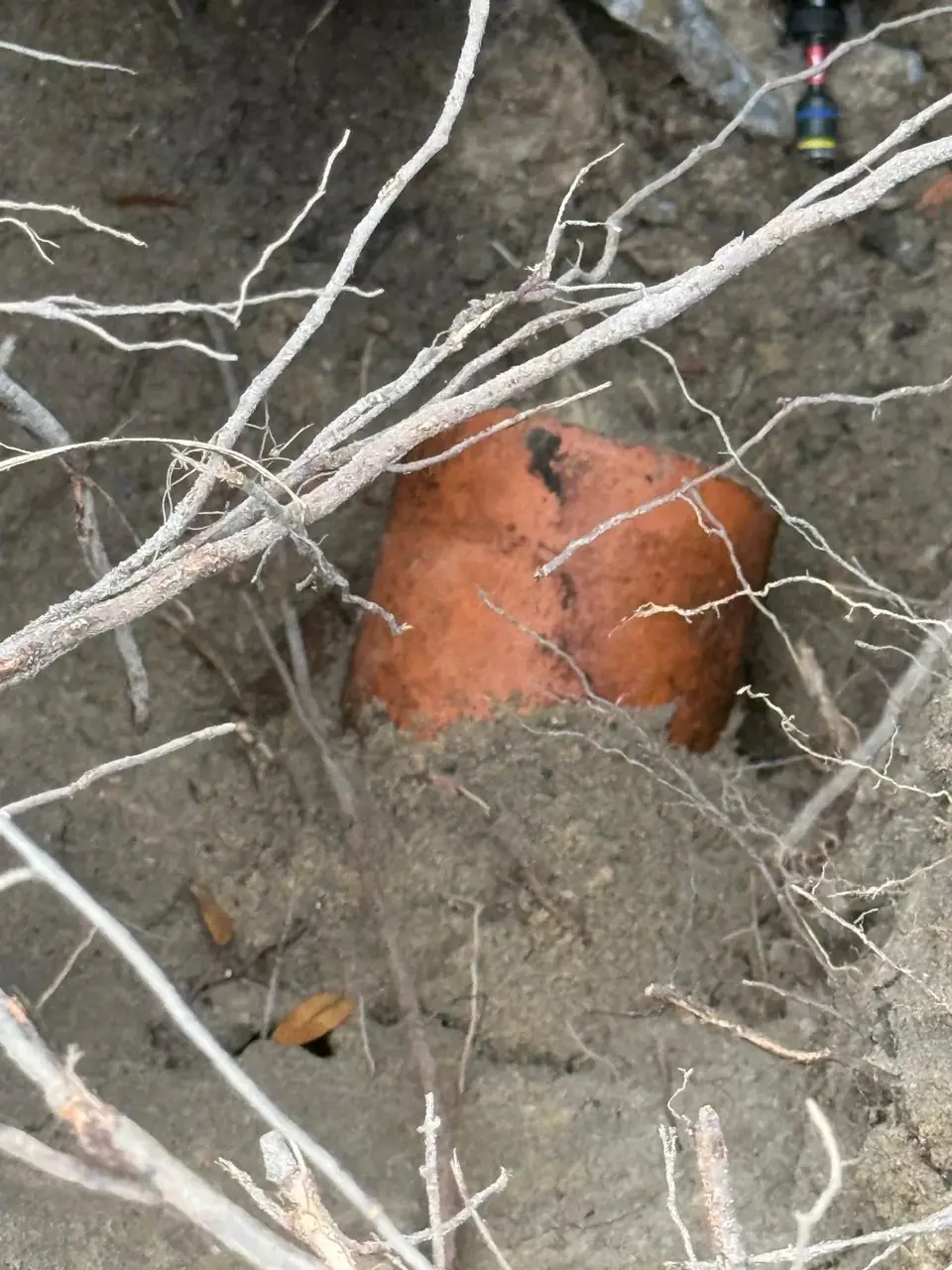 An orange pipe, possibly clay or terracotta, is partially exposed in a trench of dirt, surrounded by tree roots. A small portion of a tool or equipment is visible in the upper right background.