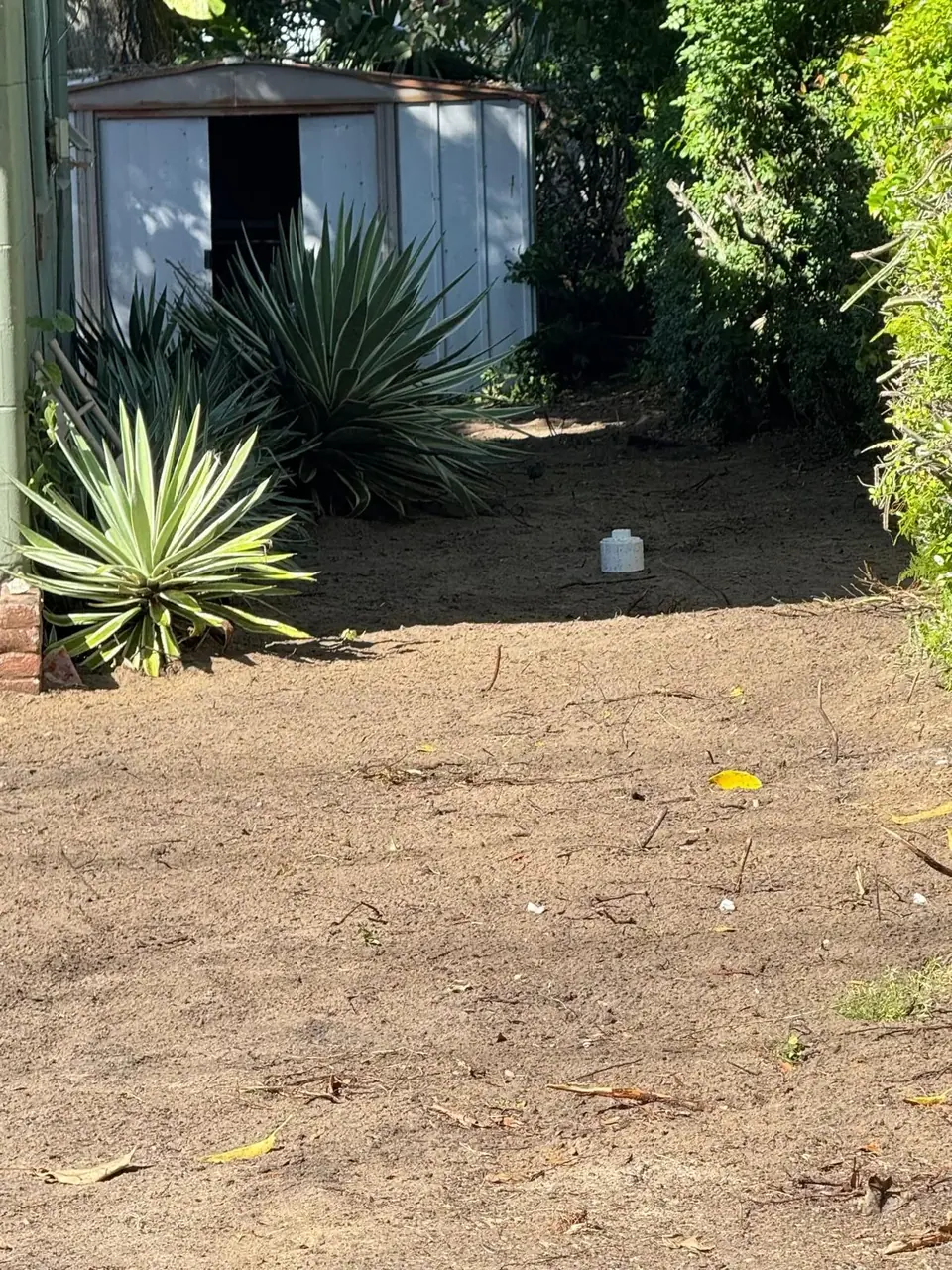 A white PVC cleanout cap is visible in a patch of sandy soil in a backyard, with a metal shed and dense green foliage in the background.
