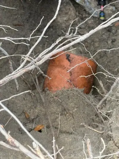 An orange pipe, possibly clay or terracotta, is partially exposed in a trench of dirt, surrounded by tree roots. A small portion of a tool or equipment is visible in the upper right background.